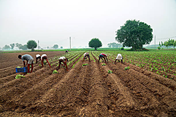 Farmers Harvesting