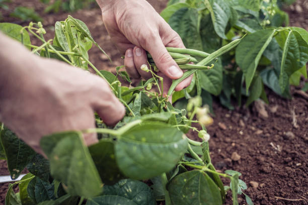 Farmers Harvesting