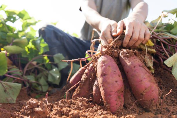 Farmers Harvesting