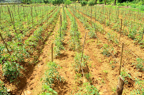 Home Delivery Packing